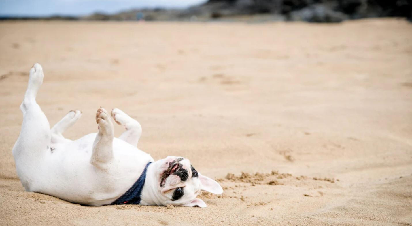 Bring your four-legged friends — Ferryman’s Cottage and Padstow are famously dog-friendly, with walks, beaches and pubs to match.